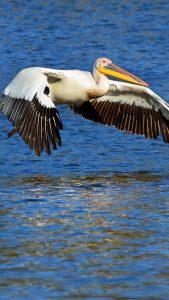 Great White Pelicans Taking Off In Formation At Avis Dam Outskirts Of