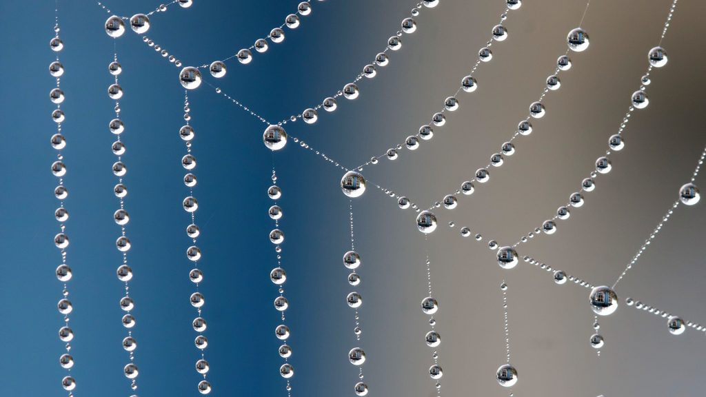 Water droplets jewellery on spider's web, England, UK