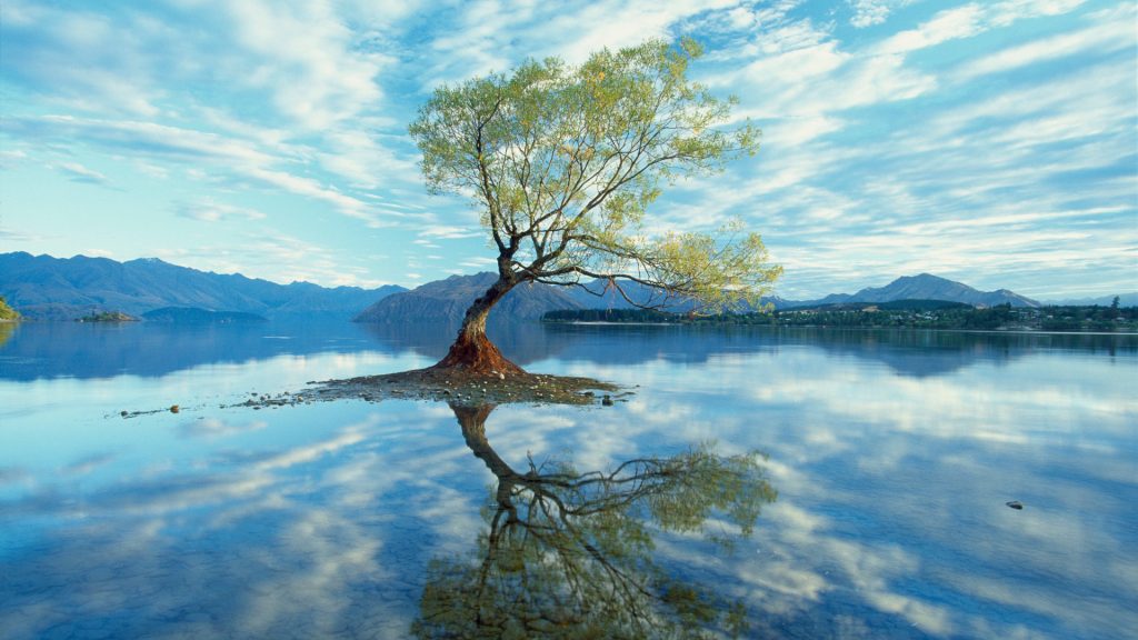 A partially underwater submerged tree in Lake Wanaka, New Zealand