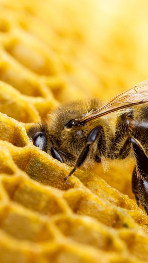 c0f8062e20e4c8713119754e38f63c6b