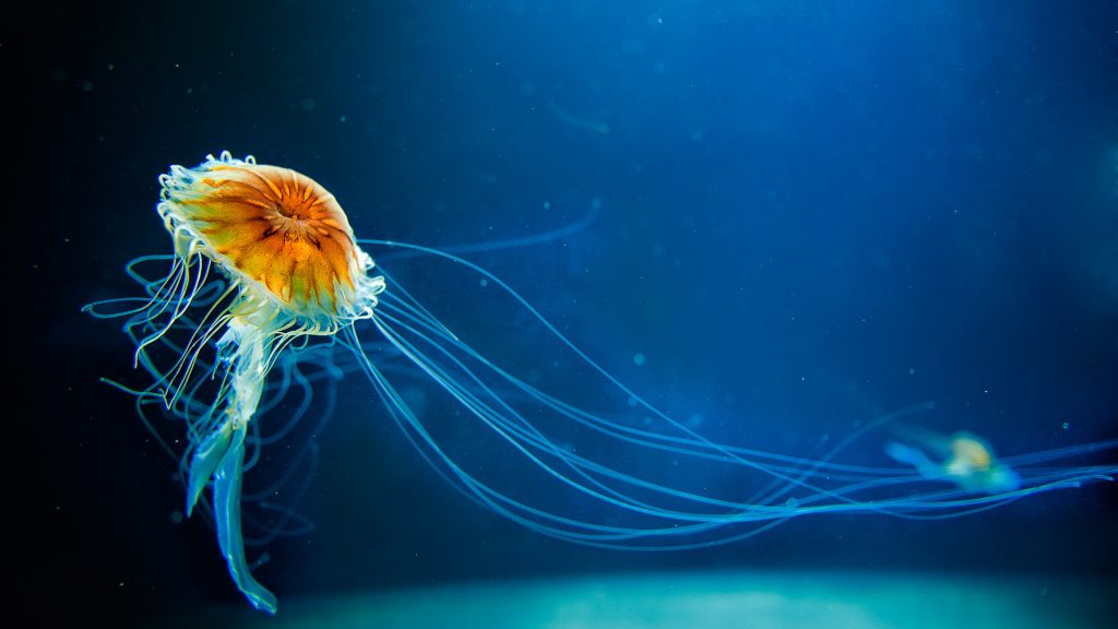 Tiny spicy dancer jellyfish