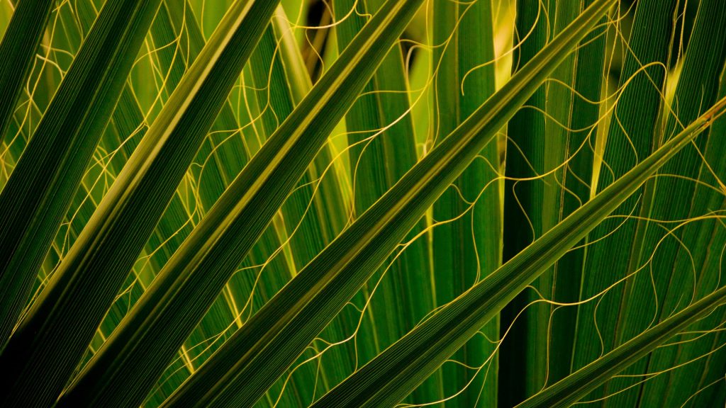 Tropical palm leaves, Des Moines Botanical Garden, Iowa, USA