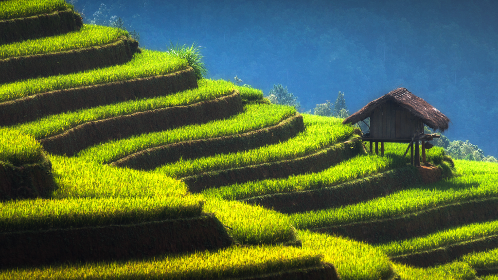 Little house on the terraced rice field, Mù Cang Chải, Yên Bái, Vietnam