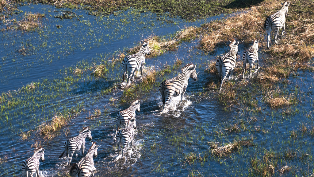 Plains zebras (Equus quagga) walking in a flood plain, Okavango Delta, Botswana