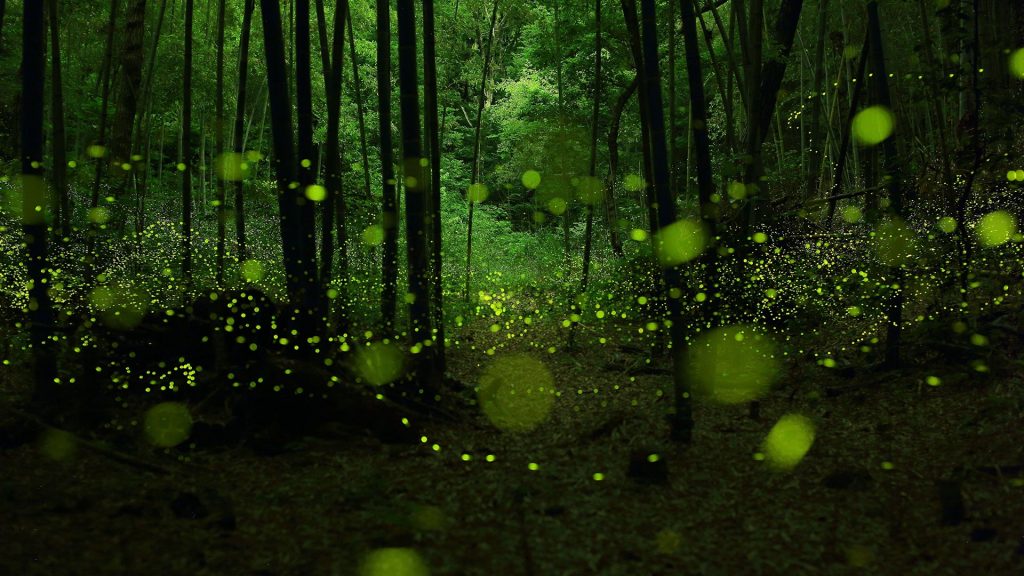 Wild dance of golden fairies, fireflies in bamboo forest, Nagoya, Japan