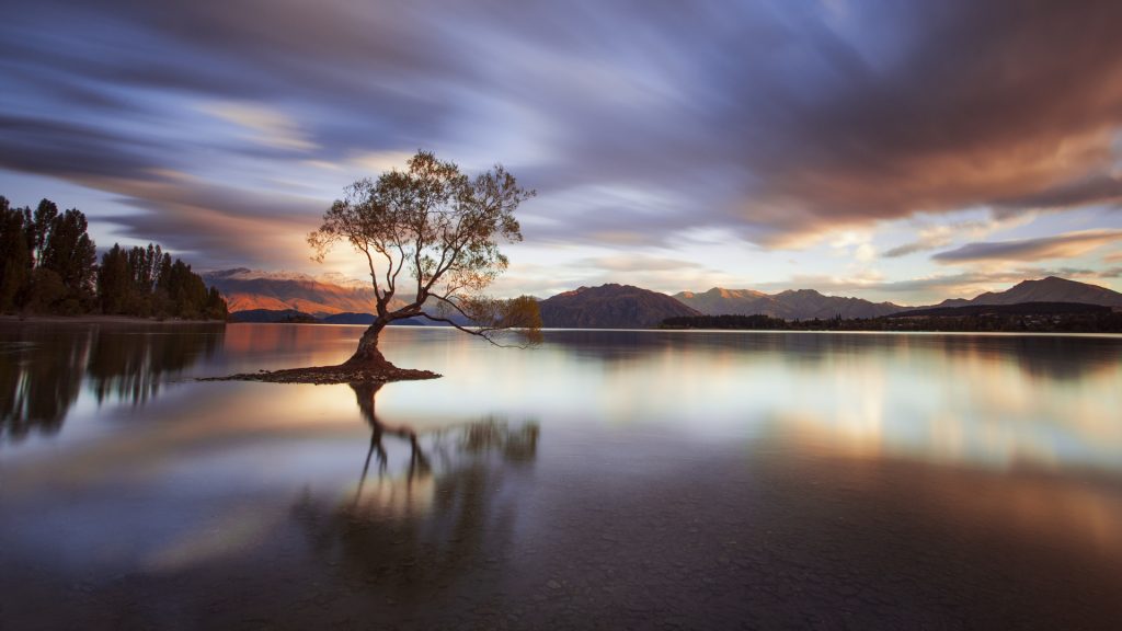 One Calm Tree, morning at Lake Wanaka, New Zealand