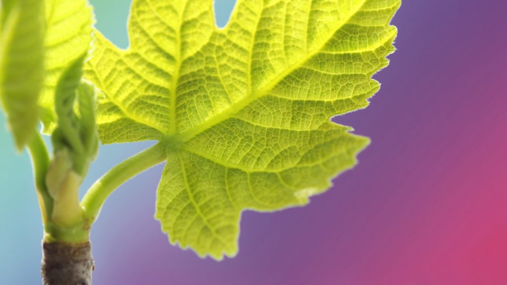 Adriatic fig leaf close-up photo