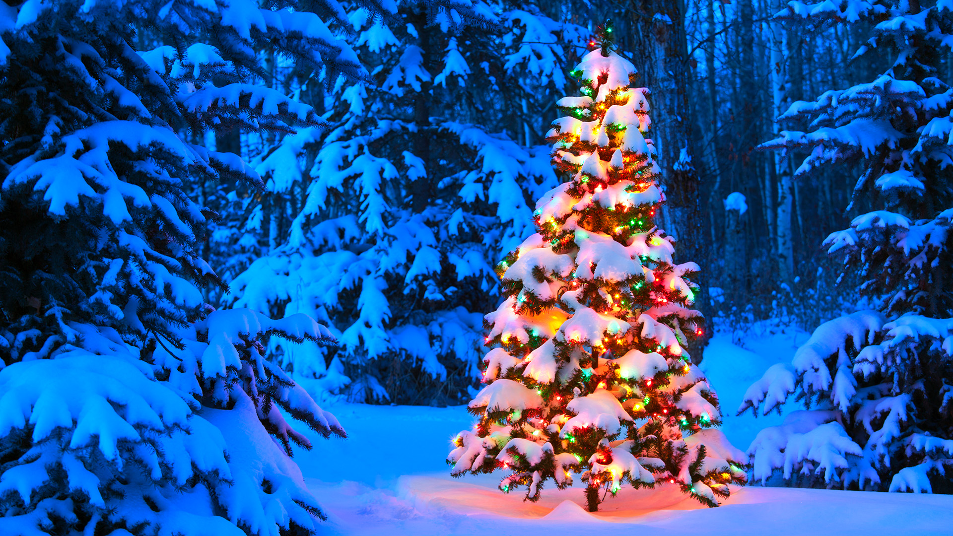 Christmas tree glowing outdoors in the forest at dusk | Windows ...