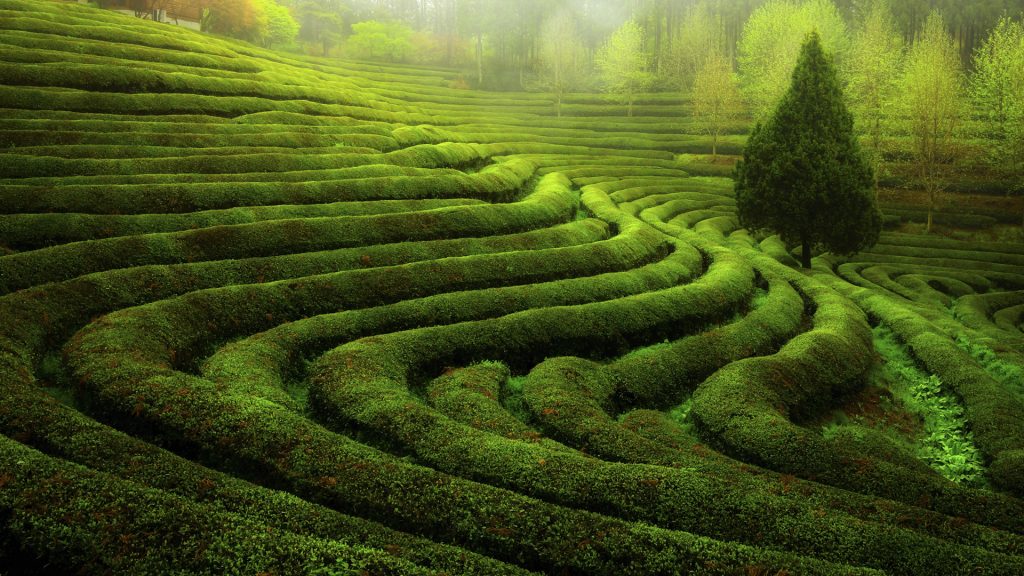 The morning of the green tea field, Boseong, South Jeolla, South Korea