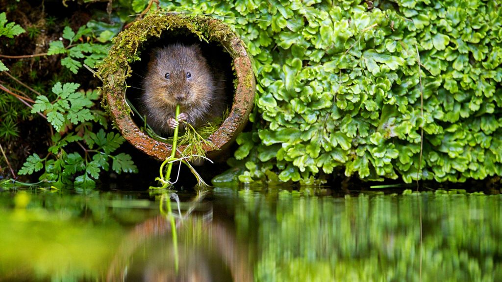 European water vole (Arvicola amphibious) in pipe with grass, East Malling, Kent, England, UK