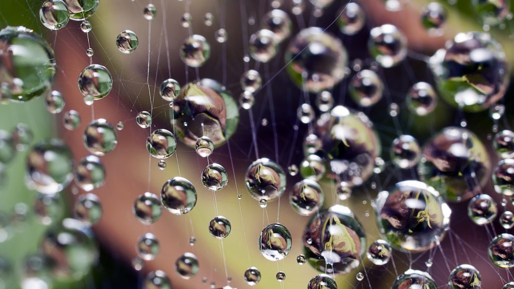 Drops of water hanging on spider web, Gijón, Asturias, Spain