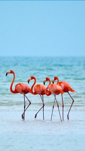 Flamingos in their natural state, Isla Holbox, Quintana Roo, Mexico ...