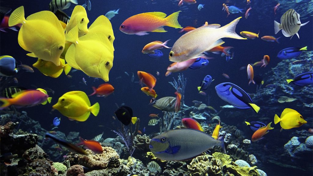 Tropical fish in giant aquarium close-up, Miami, Florida, USA