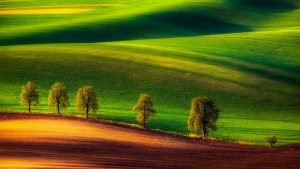 Tree Family, Moravia, Czech Republic 6561ca9424dd10d503e892e9d914193c