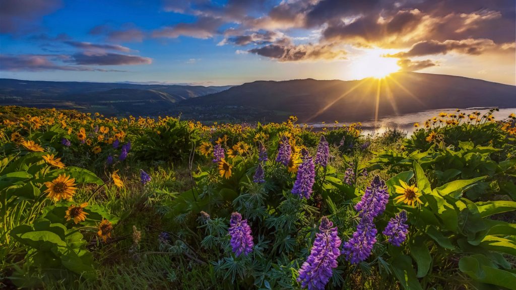 Beautiful widflower in sunrise, Columbia river gorge, Oregon, USA