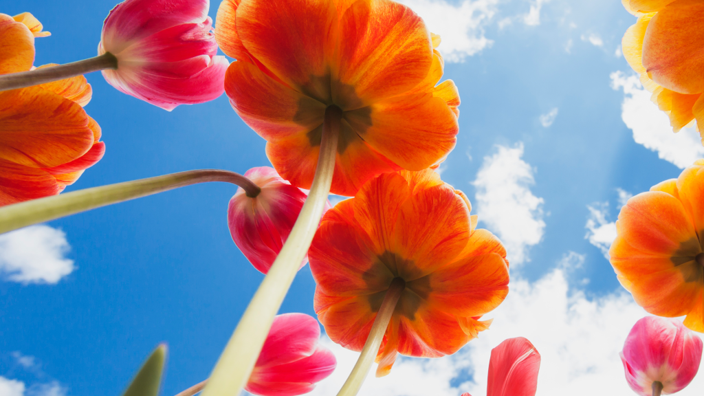 Tulips from below, Cologne Widdersdorf, Germany