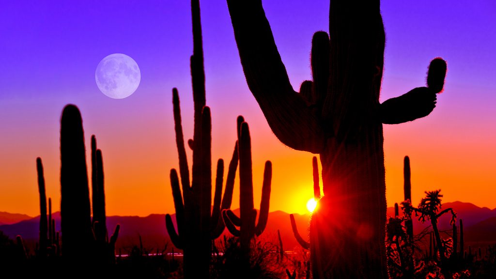 Sunset at Saguaro National Park near Tucson, Arizona, USA