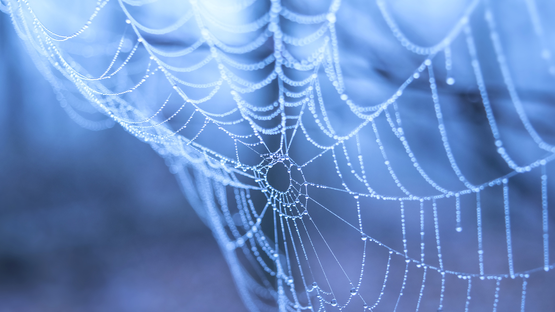Spider web with water droplets on a blue background | Windows 10 Spotlight  Images