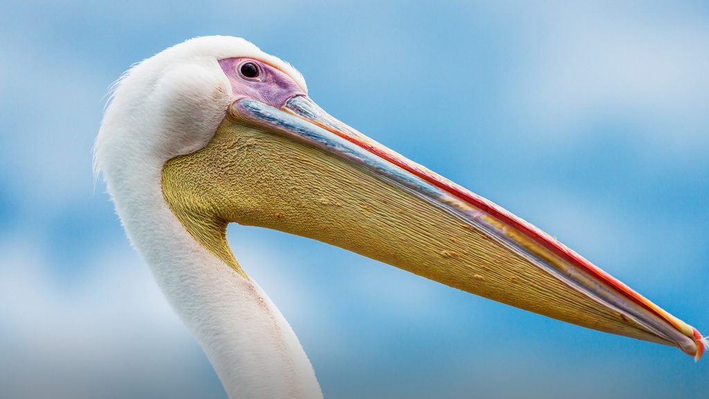 Great white pelican (Pelecanus onocrotalus), Pelican Point, Walvis Bay, Namibia