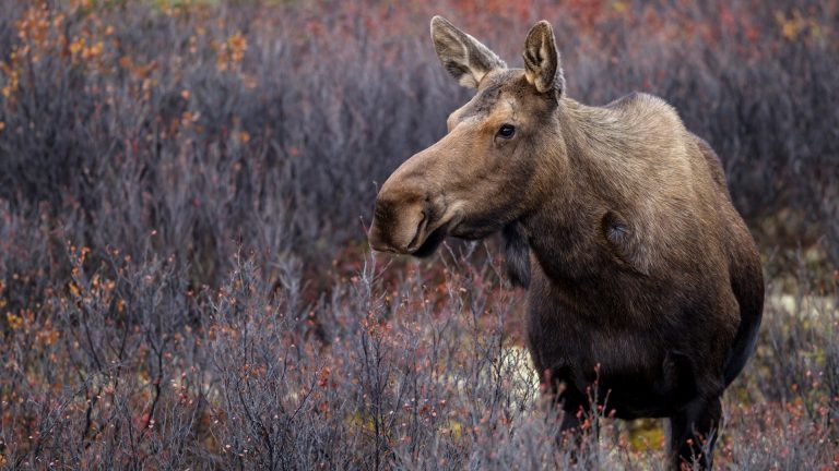 Cow moose standing in autumn at Denali National Park, Alaska, USA ...