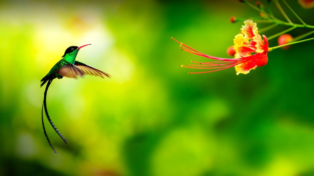 Hummingbird in flight, Jamaica
