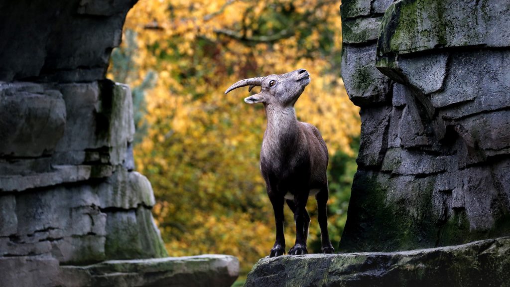Alpine Ibex with an autumn colored background, France