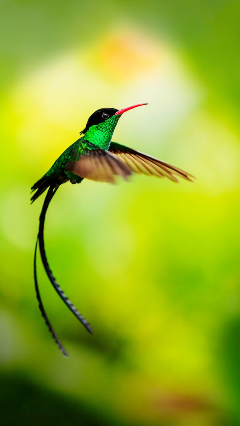 Hummingbird in flight, Jamaica | Windows Spotlight Images