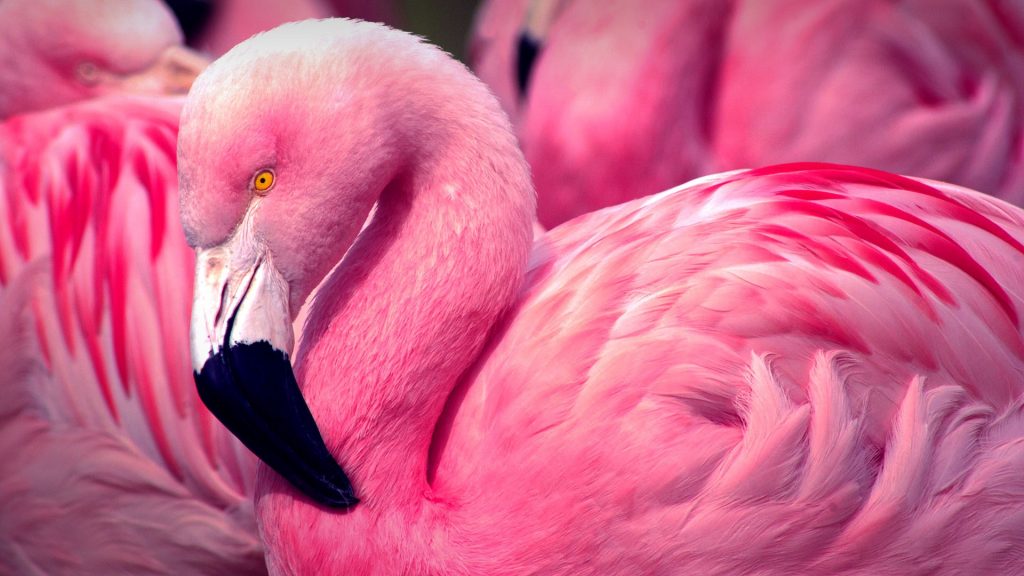 Side profile of Chilean Pink Flamingo (Phoenicopterus chilensis)