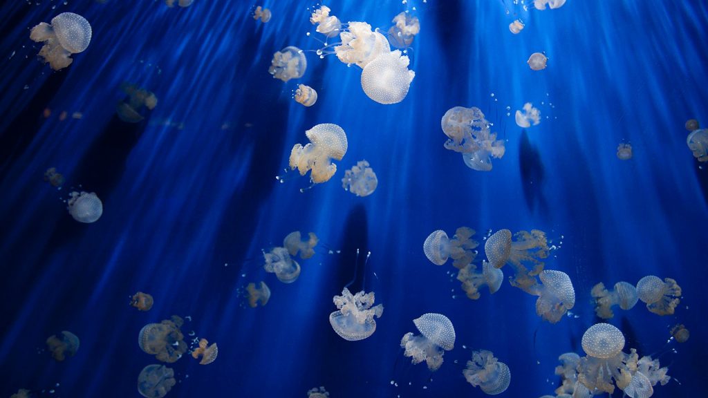 Jellyfish in breed, Genoa aquarium, Liguria, Italy
