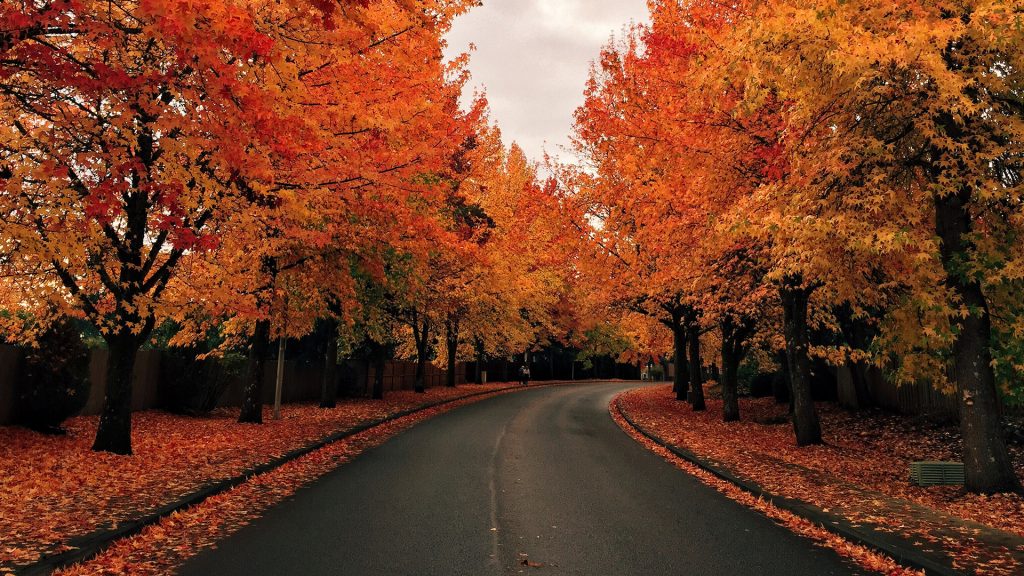 Tree lined road in autumn