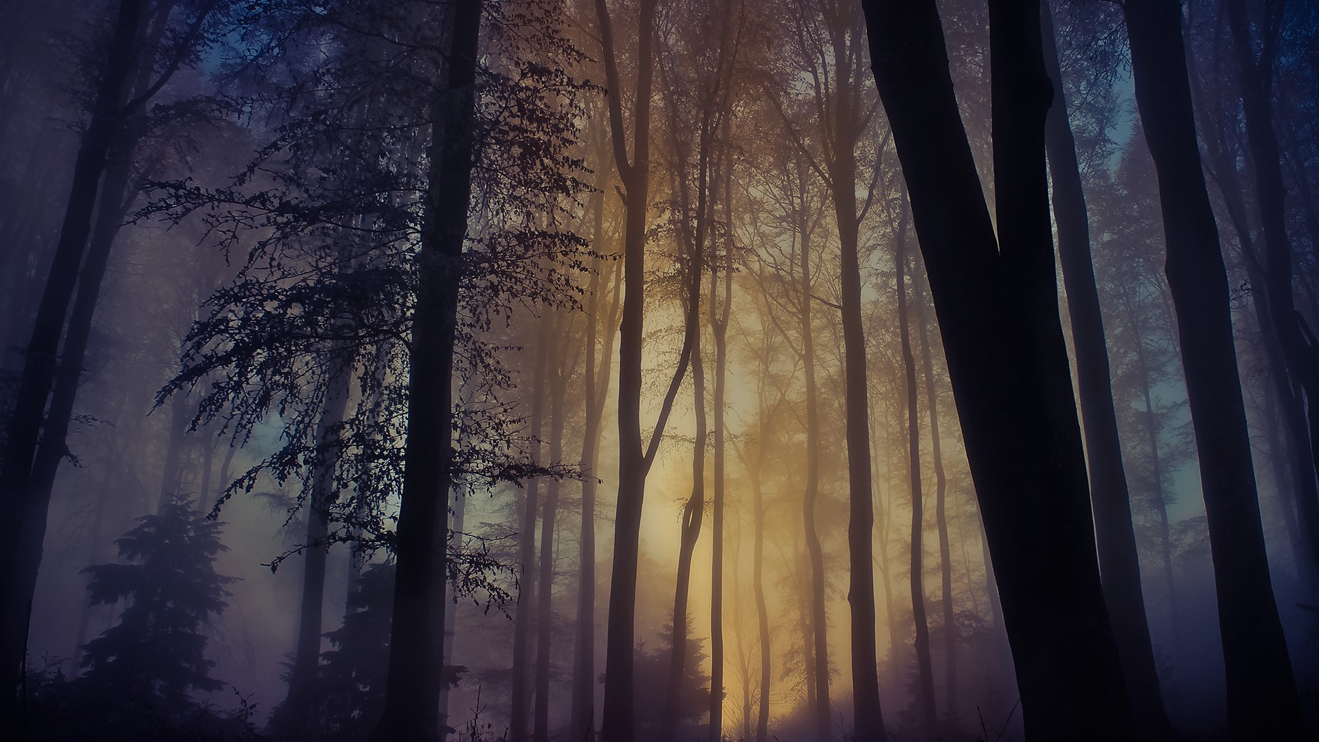 Escape the day, sunlight in a foggy forest, Medvednica, Croatia ...