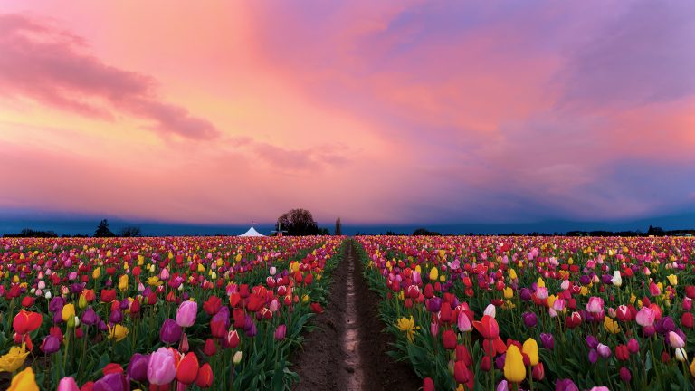 Sunrise over wooden shoe tulip farm in Woodburn, Oregon, USA | Windows ...