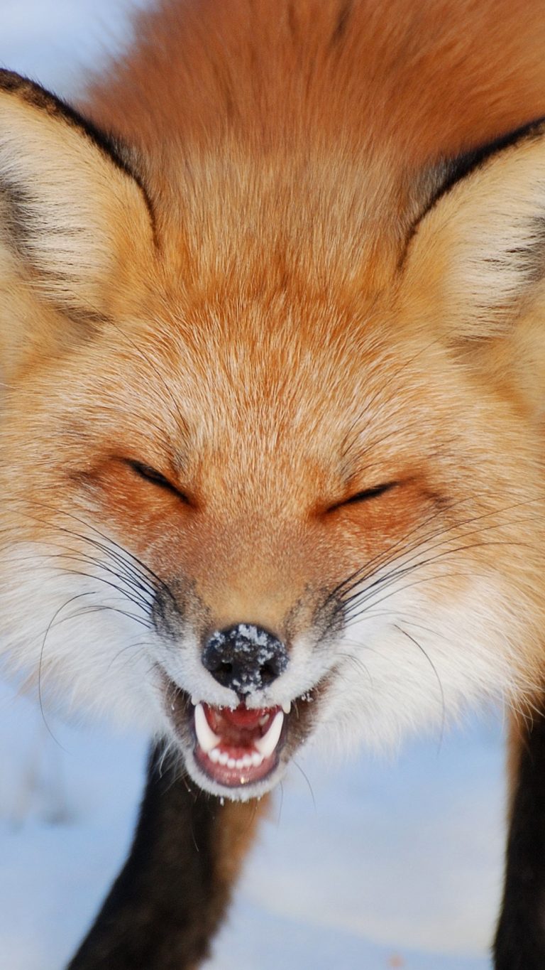 Laughing red fox in Îles-de-Boucherville National Park near Montreal