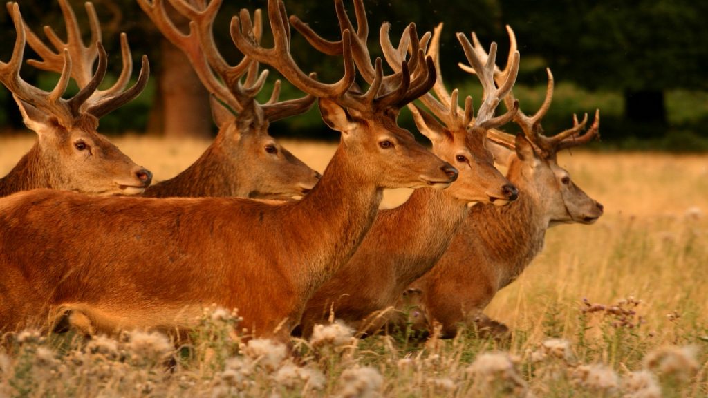 Deers in the park, England, UK