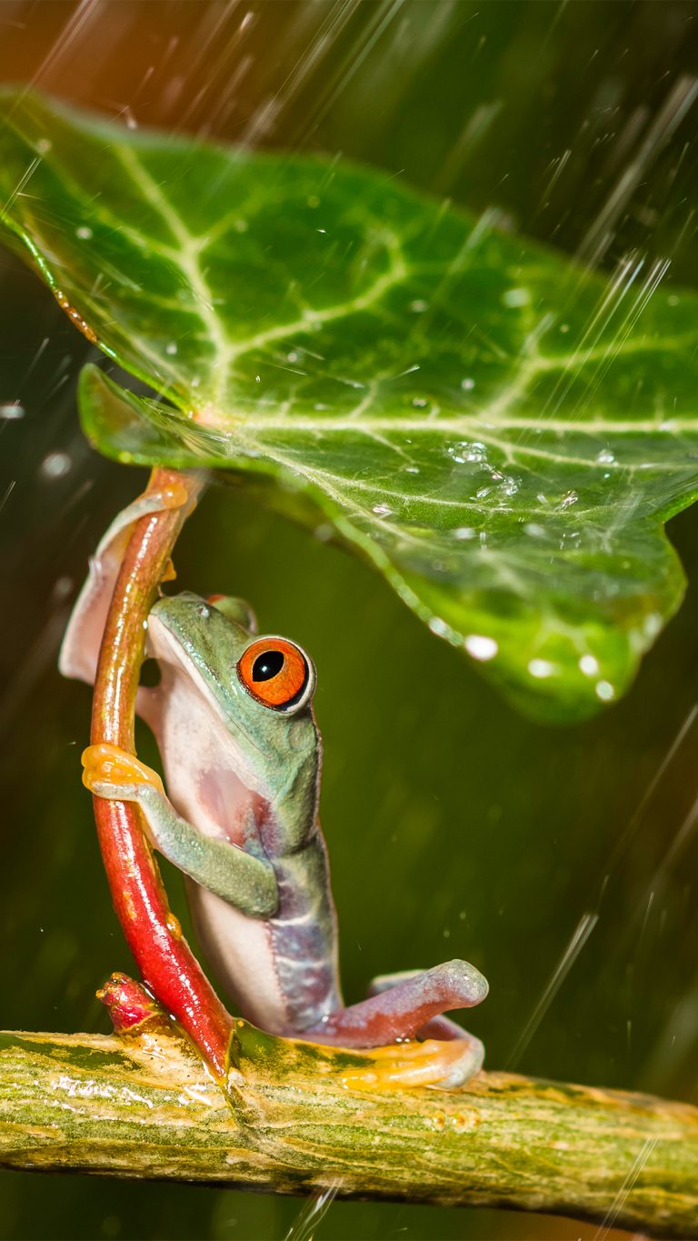 Natural umbrella, red eye tree frog holding leaf during rain, England