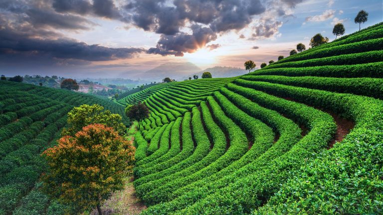 Tea plantations under sky during sunset, China | Windows Spotlight Images