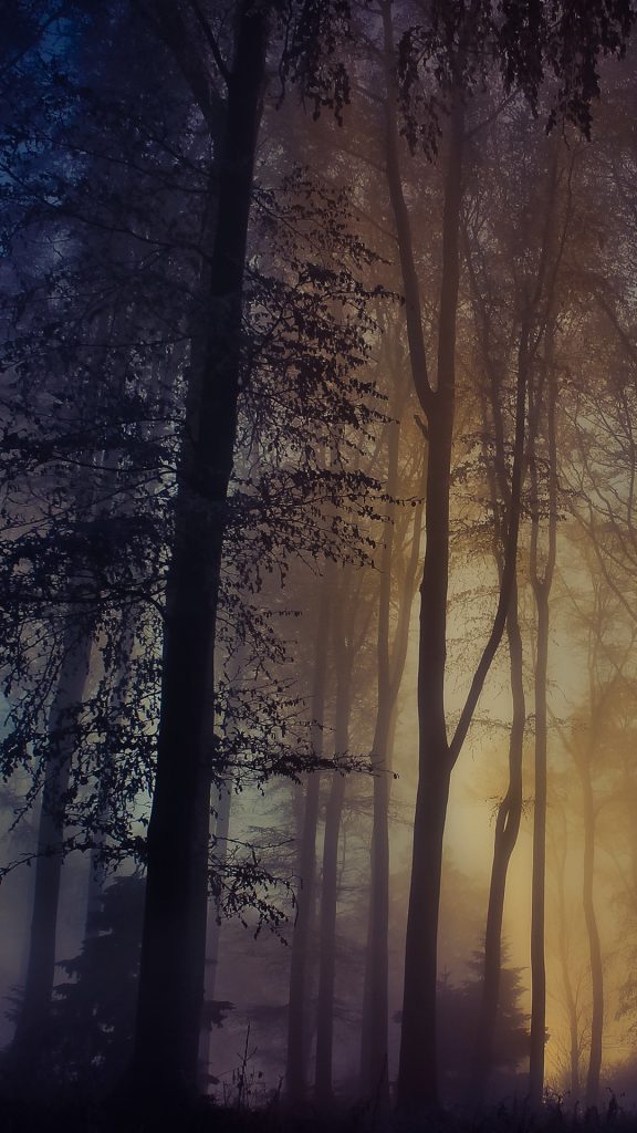 Escape the day, sunlight in a foggy forest, Medvednica, Croatia