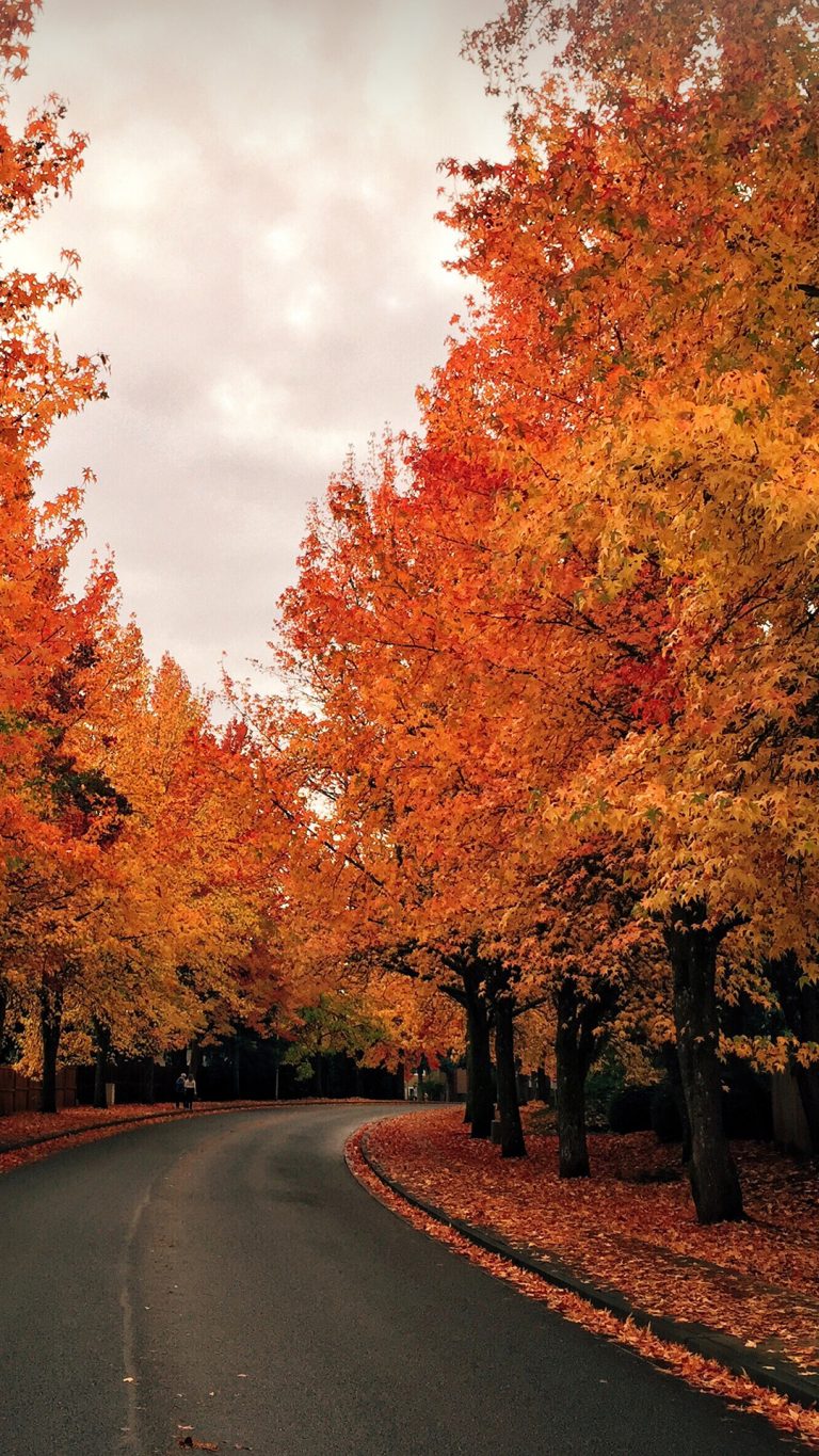 Tree lined road in autumn | Windows 10 Spotlight Images