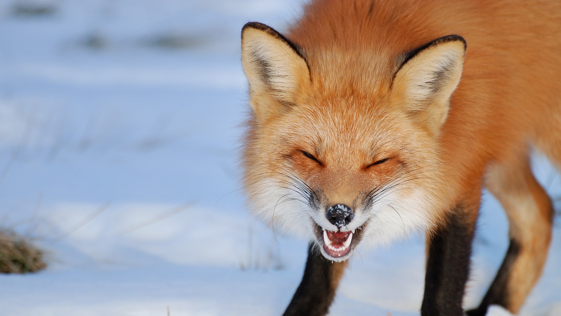 Laughing red fox in Îles-de-Boucherville National Park near Montreal, Canad...