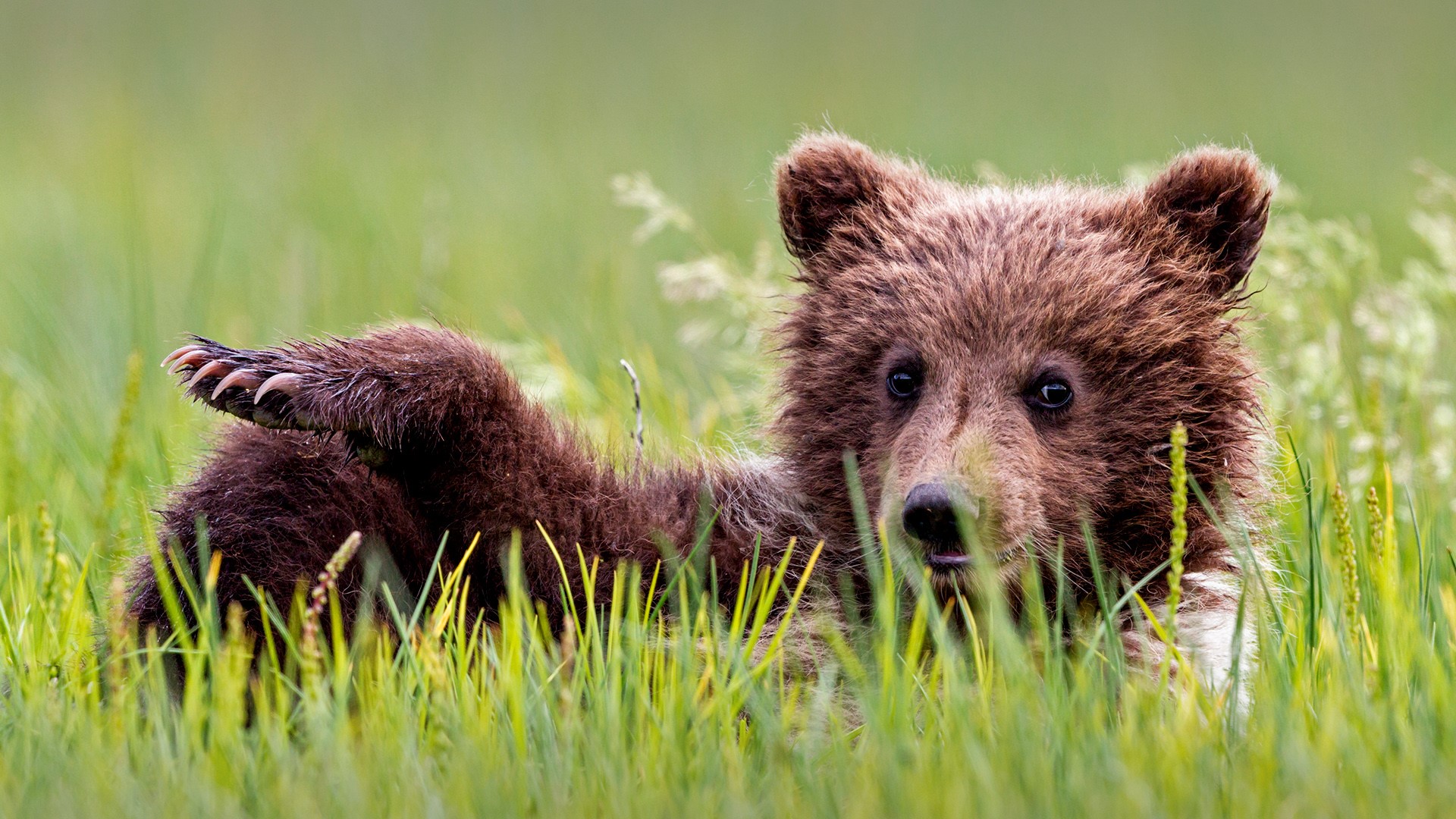 Brown bear cub (Ursus arctos) lying on meadow, Lake Clark National Park and...