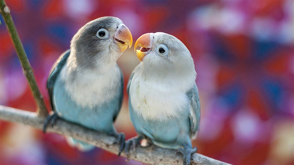 Love birds with colorful background