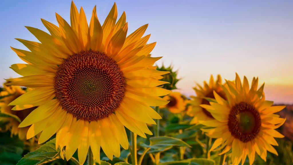 Sunflower at sunset, Croatia