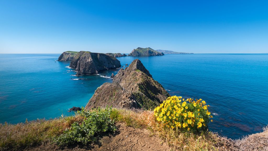 Giant Coreopsis on Anacapa Island, Channel Islands National Park, California, USA