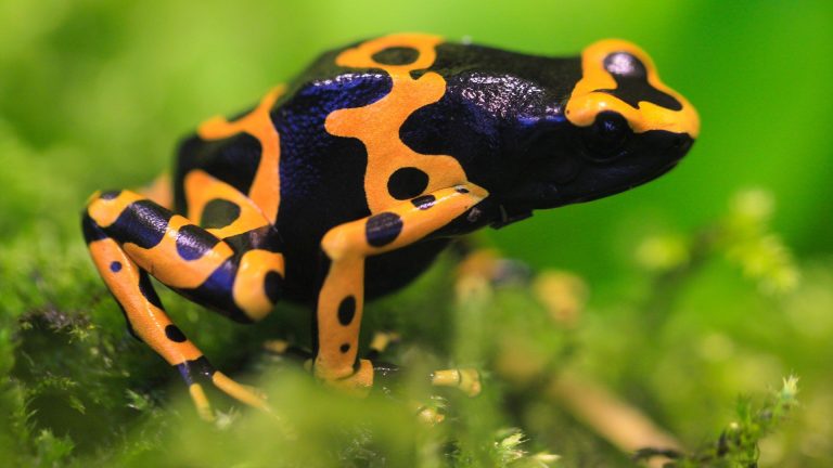 Bumblebee yellow-banded poison dart frog (Dendrobates leucomelas ...