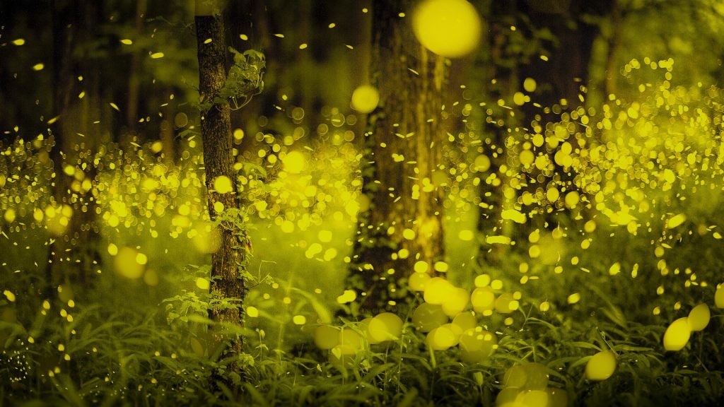 Fireflies in the Japanese forest, Okayama, Japan