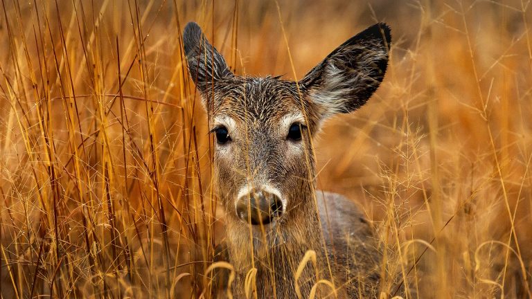 White-tailed deer, Lake Erie Metro Park, Rockwood, Michigan, USA ...