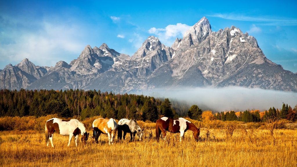 Appalachian horses grazing in field, Grand Teton mountains, Jackson Hole, Wyoming, USA