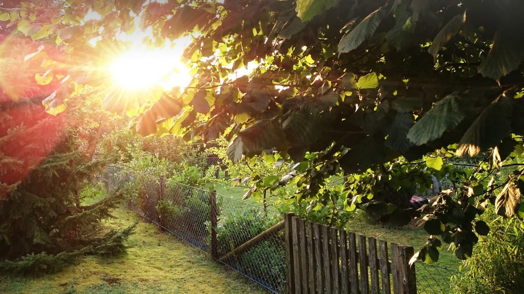 Chainlink fence in lush green garden