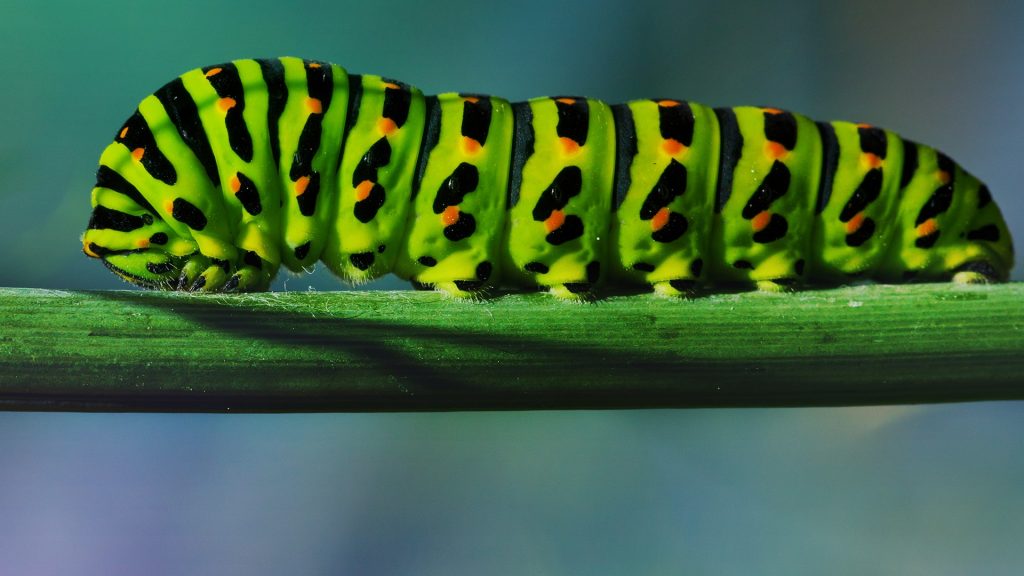 Swallowtail caterpillar, Jelcz-Laskowice, Silesia, Poland