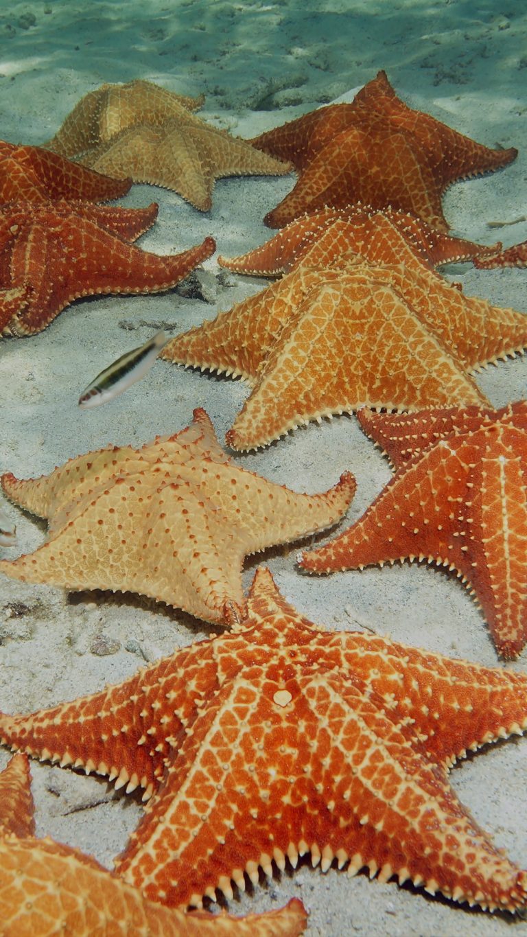 Red cushion sea stars on sandy ocean floor, Dominican Republic